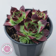 Load image into Gallery viewer, Sempervivum calcareum &#39;Guillaumes&#39; - John &amp; Norma&#39;s Succulents Australia
