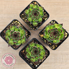 Sempervivum calcareum 'Petite Ceuse'