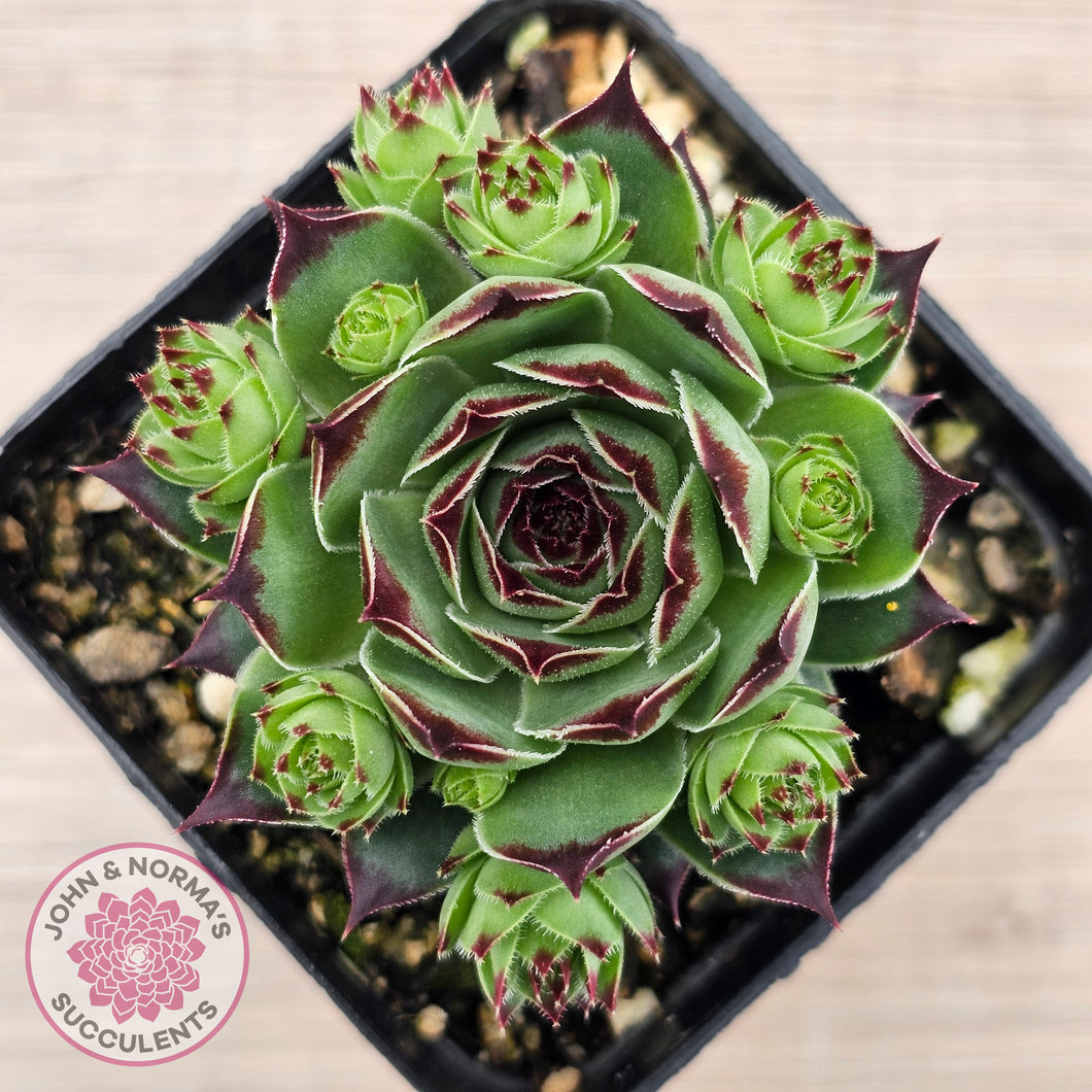 Sempervivum calcareum 'Petite Ceuse'