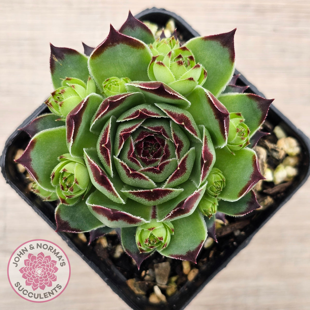 Sempervivum calcareum 'Petite Ceuse'