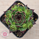 Sempervivum calcareum 'Petite Ceuse'