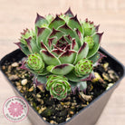 Sempervivum calcareum 'Petite Ceuse'