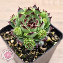 Load image into Gallery viewer, Sempervivum calcareum &#39;Petite Ceuse&#39;
