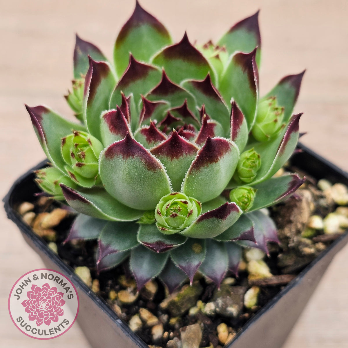 Sempervivum calcareum 'Petite Ceuse'