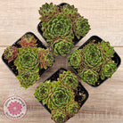 Sempervivum cantabricum ssp. urbionense (multi)