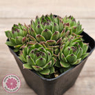 Sempervivum cantabricum ssp. urbionense (multi)