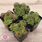 Sempervivum cantabricum ssp. urbionense (multi)