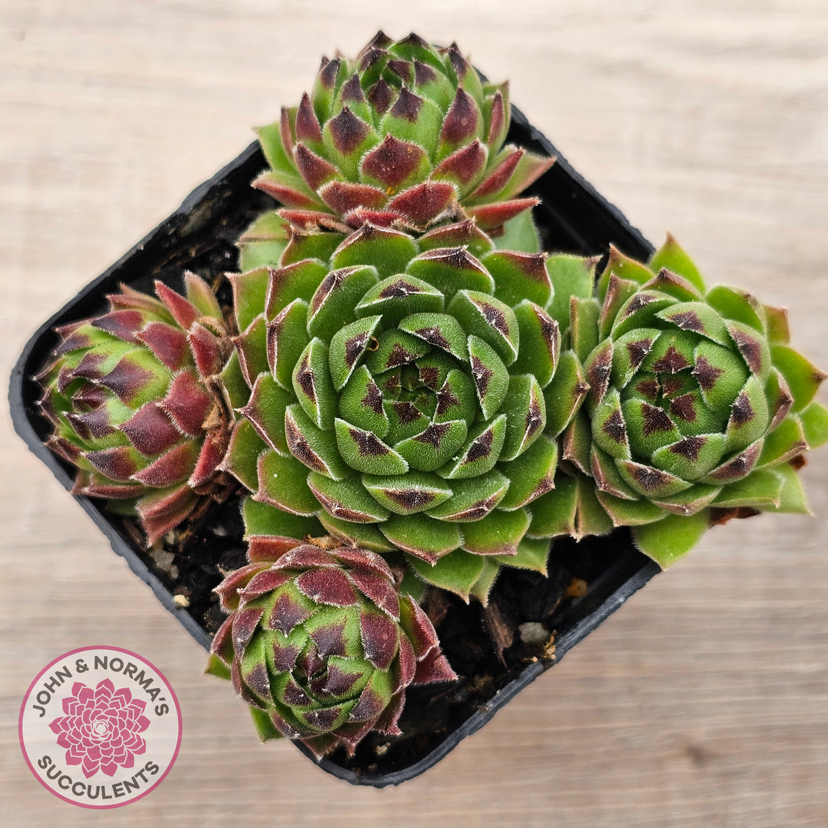 Sempervivum cantabricum ssp. urbionense (multi)
