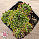 Sempervivum cantabricum ssp. urbionense (multi)