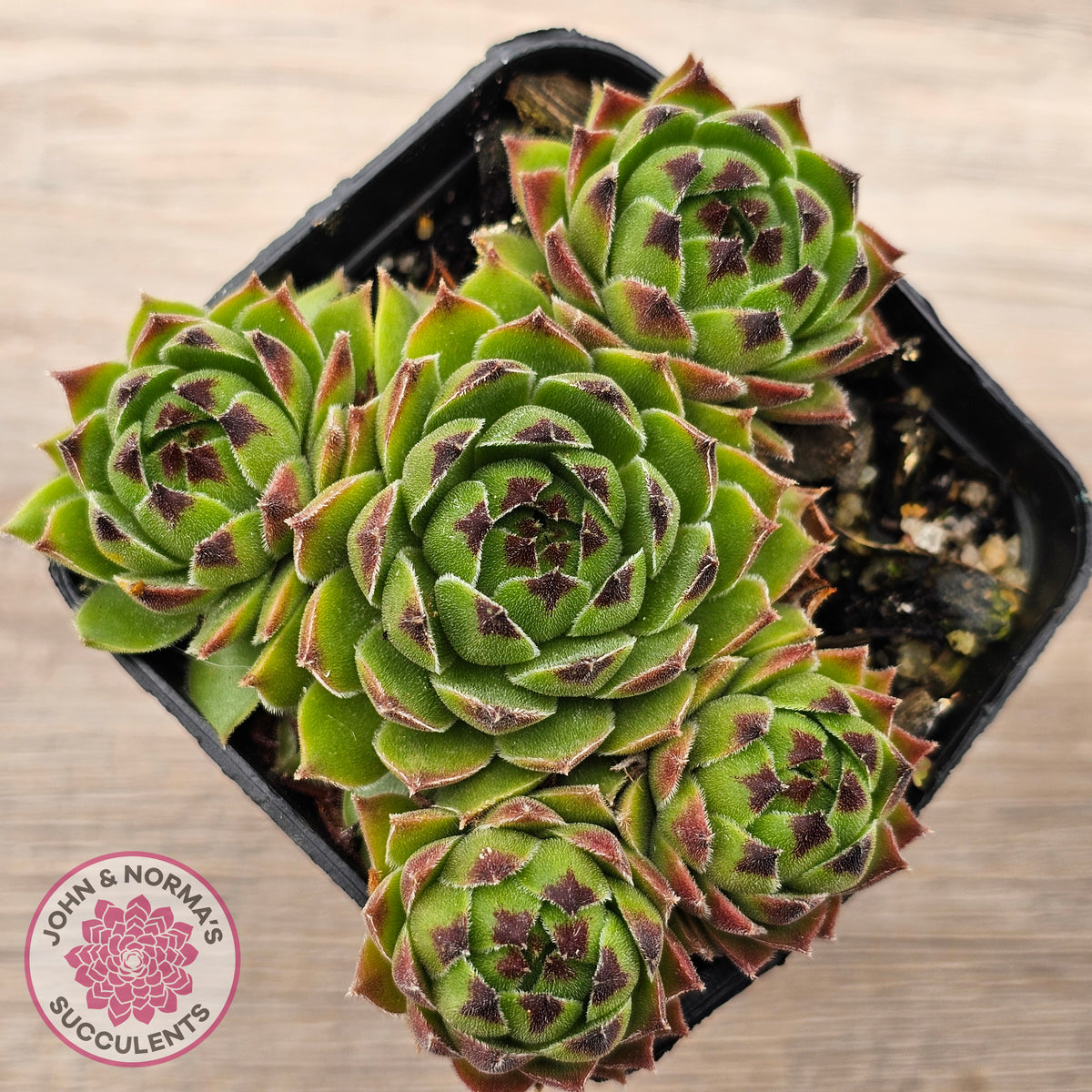 Sempervivum cantabricum ssp. urbionense (multi)