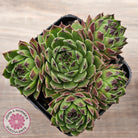 Sempervivum cantabricum ssp. urbionense (multi)