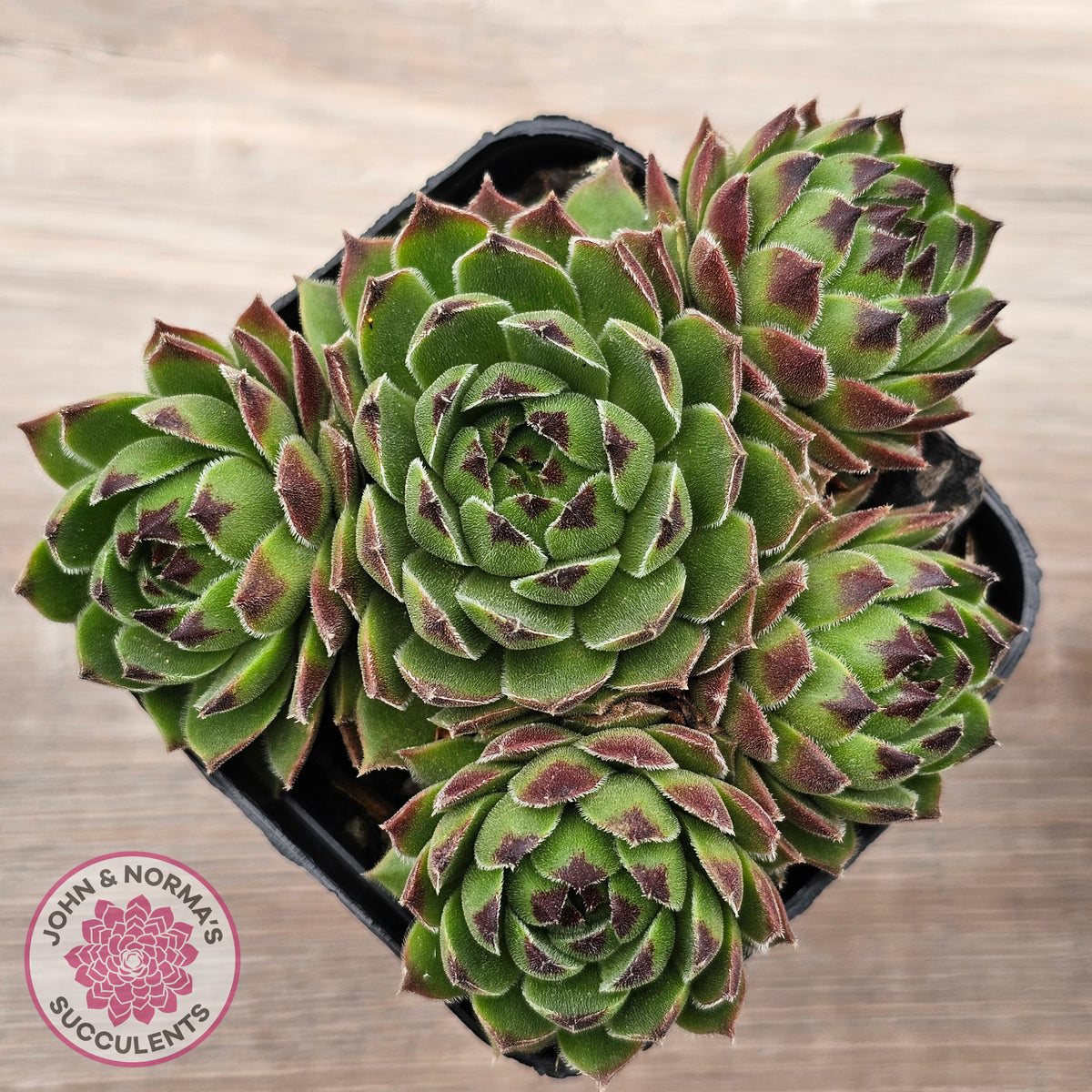 Sempervivum cantabricum ssp. urbionense (multi)