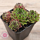 Sempervivum cantabricum ssp. urbionense (multi)