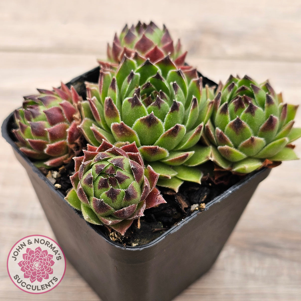 Sempervivum cantabricum ssp. urbionense (multi)