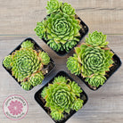 Sempervivum cantabricum ssp. urbionense (multi)