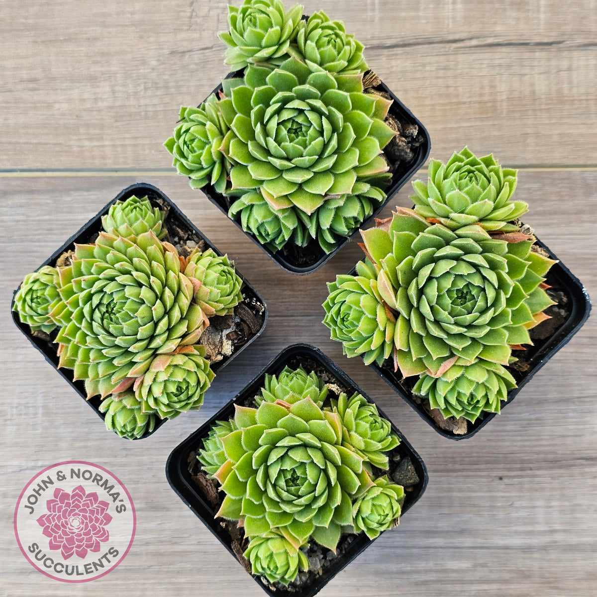 Sempervivum cantabricum ssp. urbionense (multi)