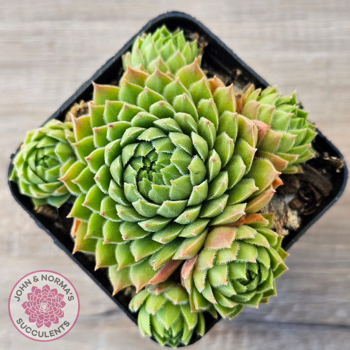 Sempervivum cantabricum ssp. urbionense (multi)