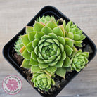 Sempervivum cantabricum ssp. urbionense (multi)