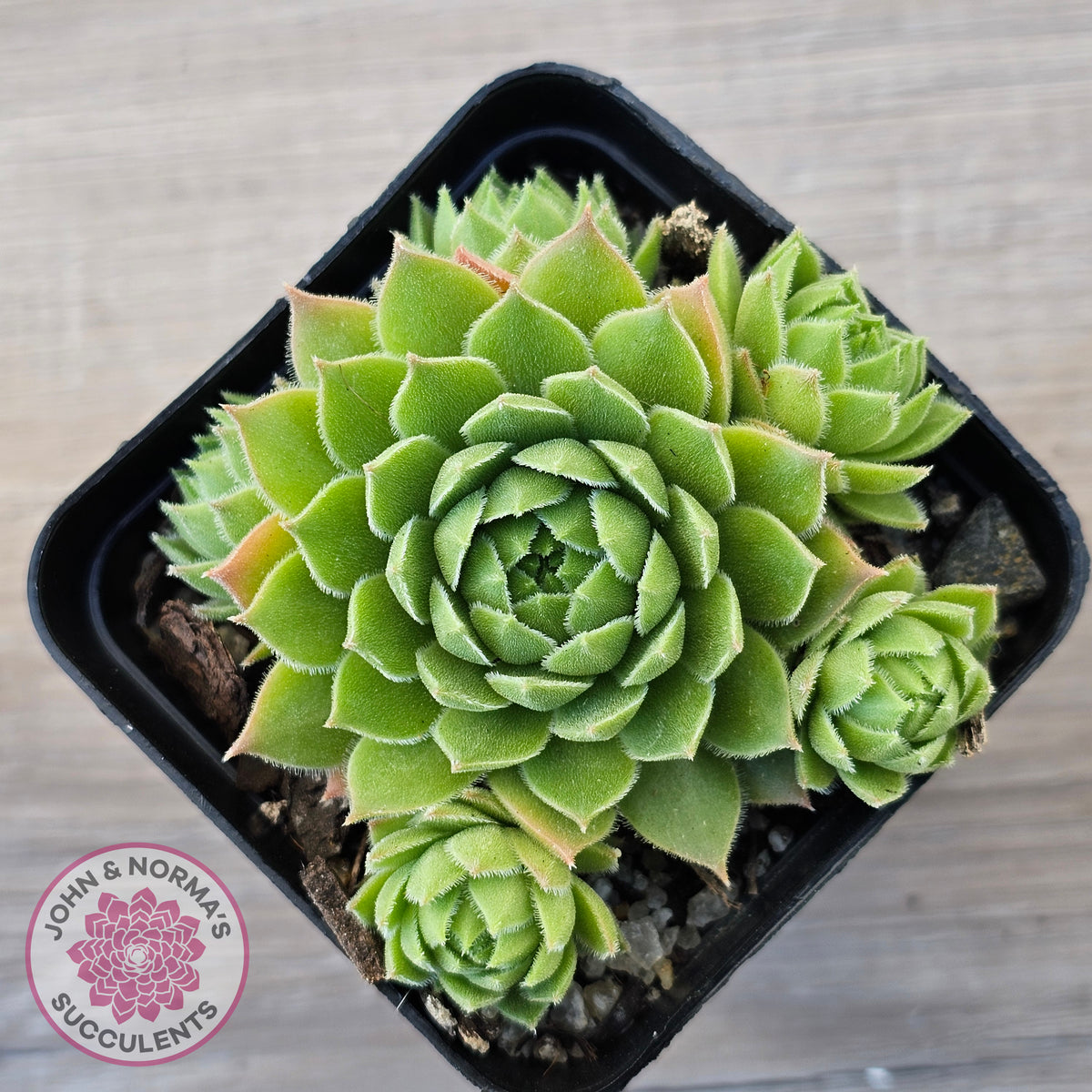 Sempervivum cantabricum ssp. urbionense (multi)