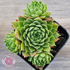 Sempervivum cantabricum ssp. urbionense (multi)