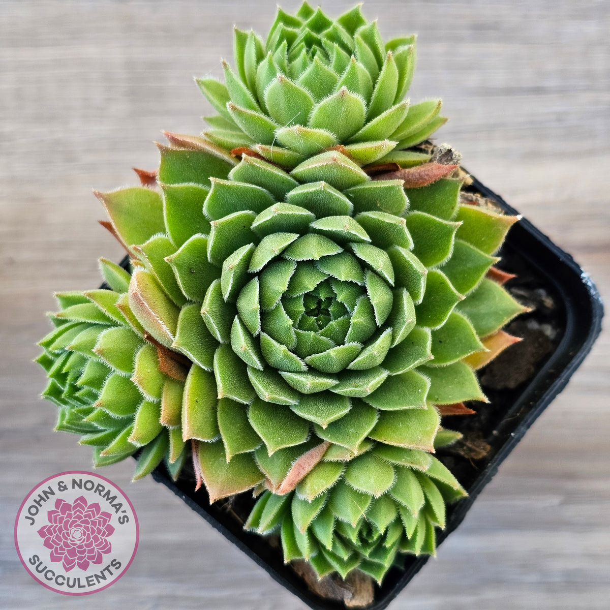 Sempervivum cantabricum ssp. urbionense (multi)