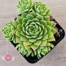 Sempervivum cantabricum ssp. urbionense (multi)