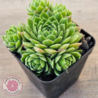 Sempervivum cantabricum ssp. urbionense (multi)