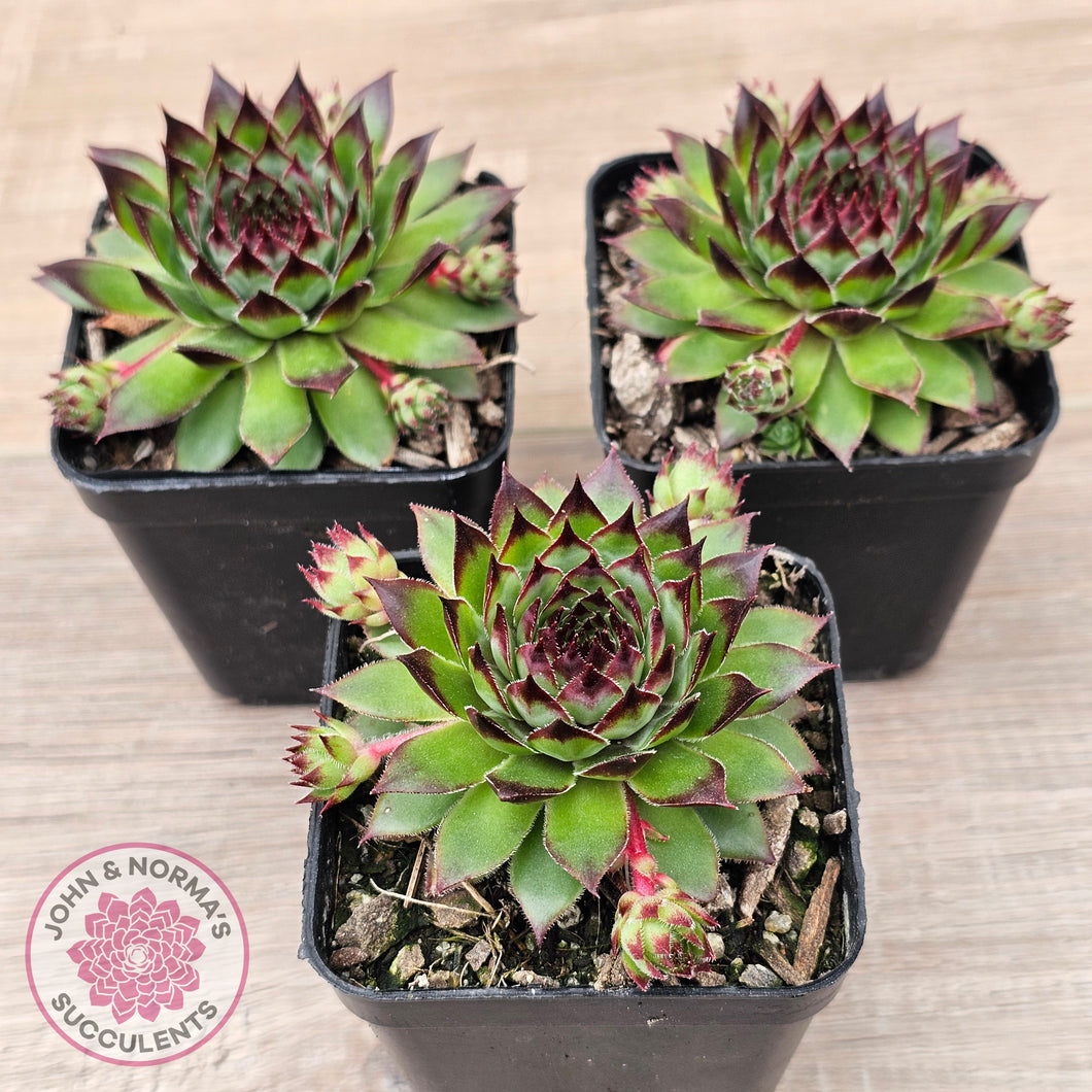 Sempervivum caucasicum