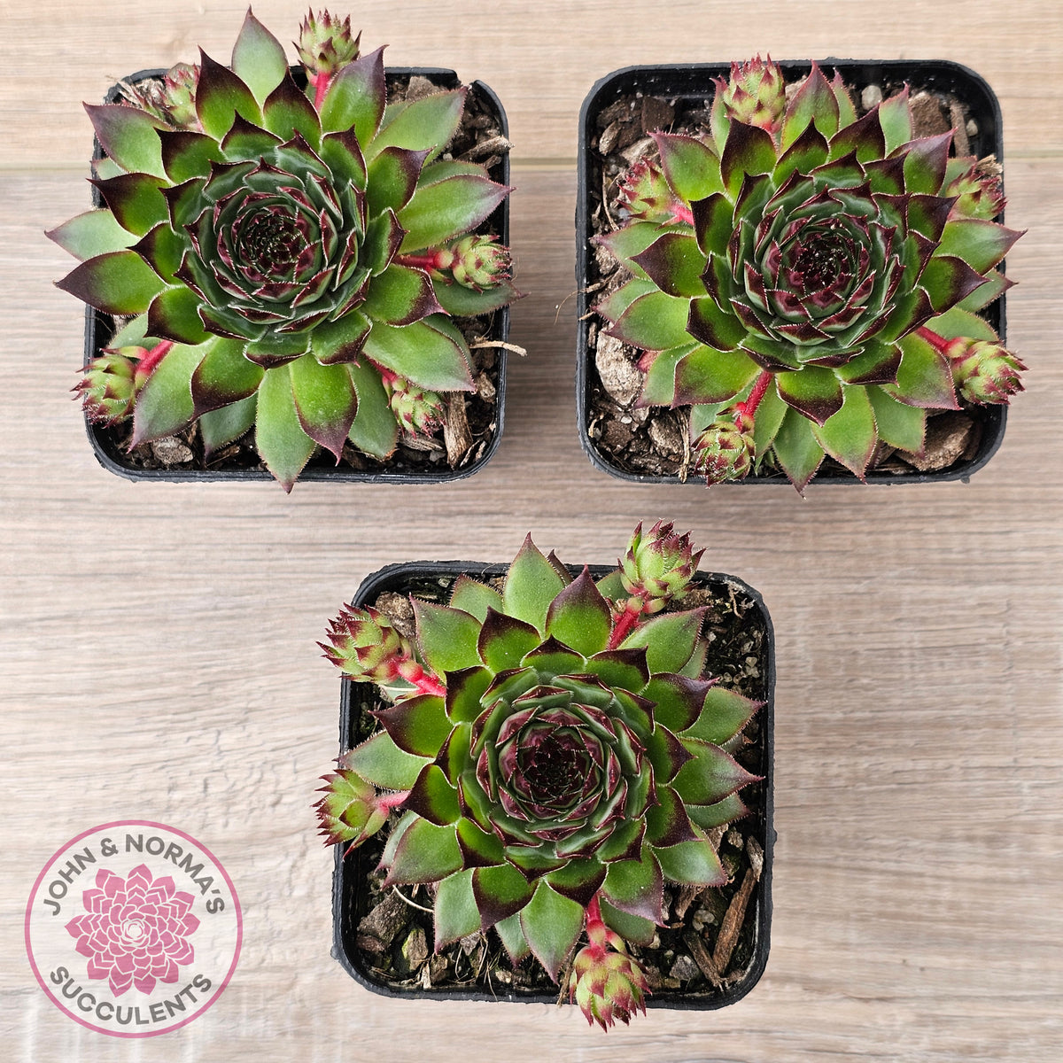 Sempervivum caucasicum