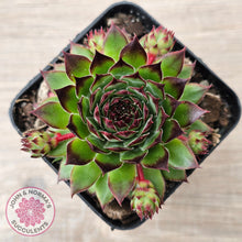 Load image into Gallery viewer, Sempervivum caucasicum
