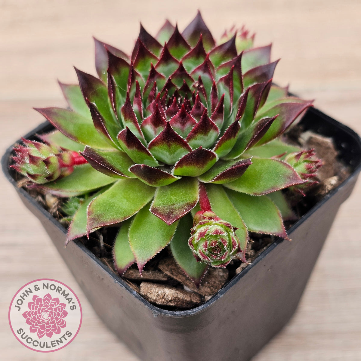 Sempervivum caucasicum