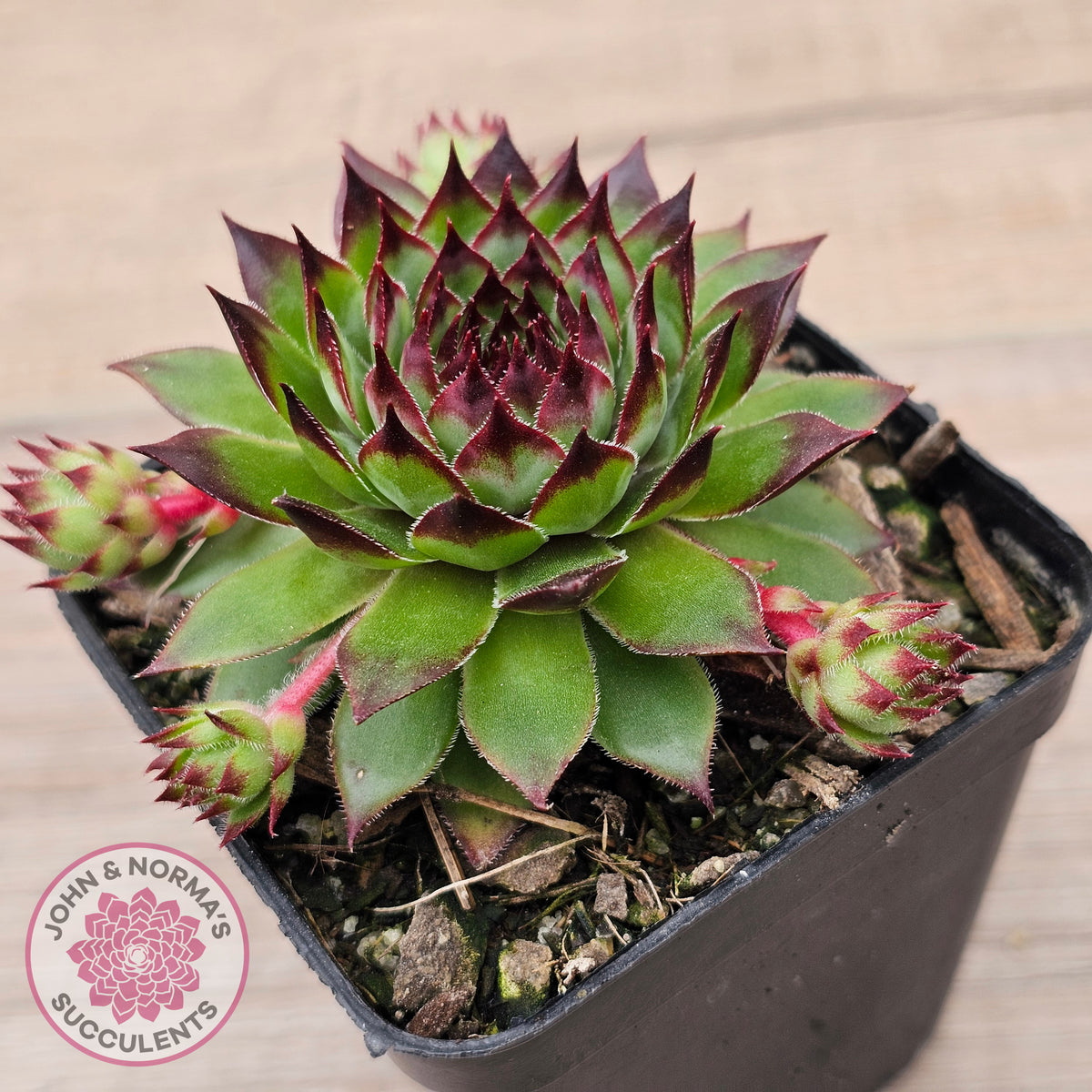 Sempervivum caucasicum