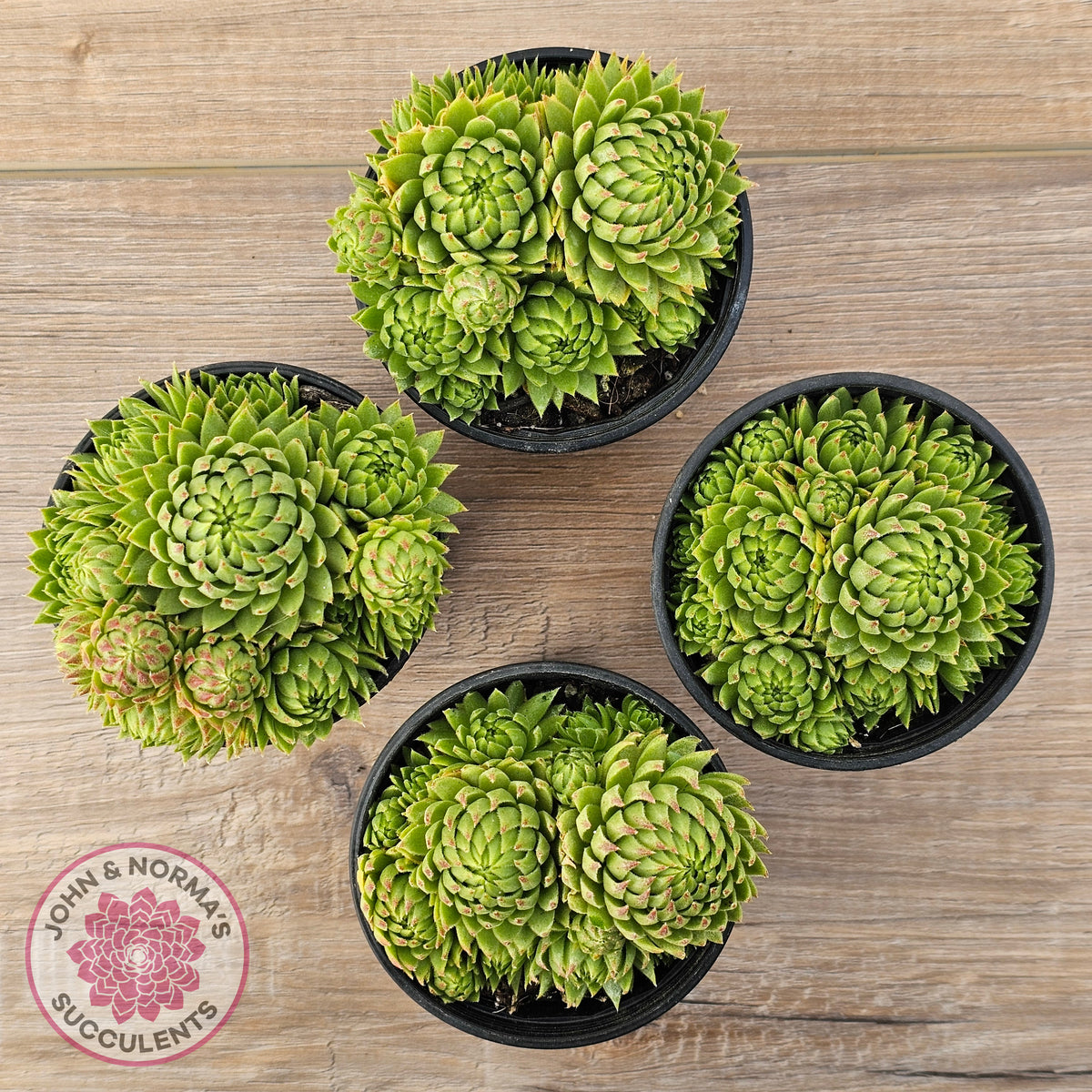 Sempervivum globiferum subsp. allionii