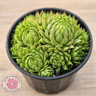Sempervivum globiferum subsp. allionii