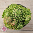 Sempervivum globiferum subsp. allionii