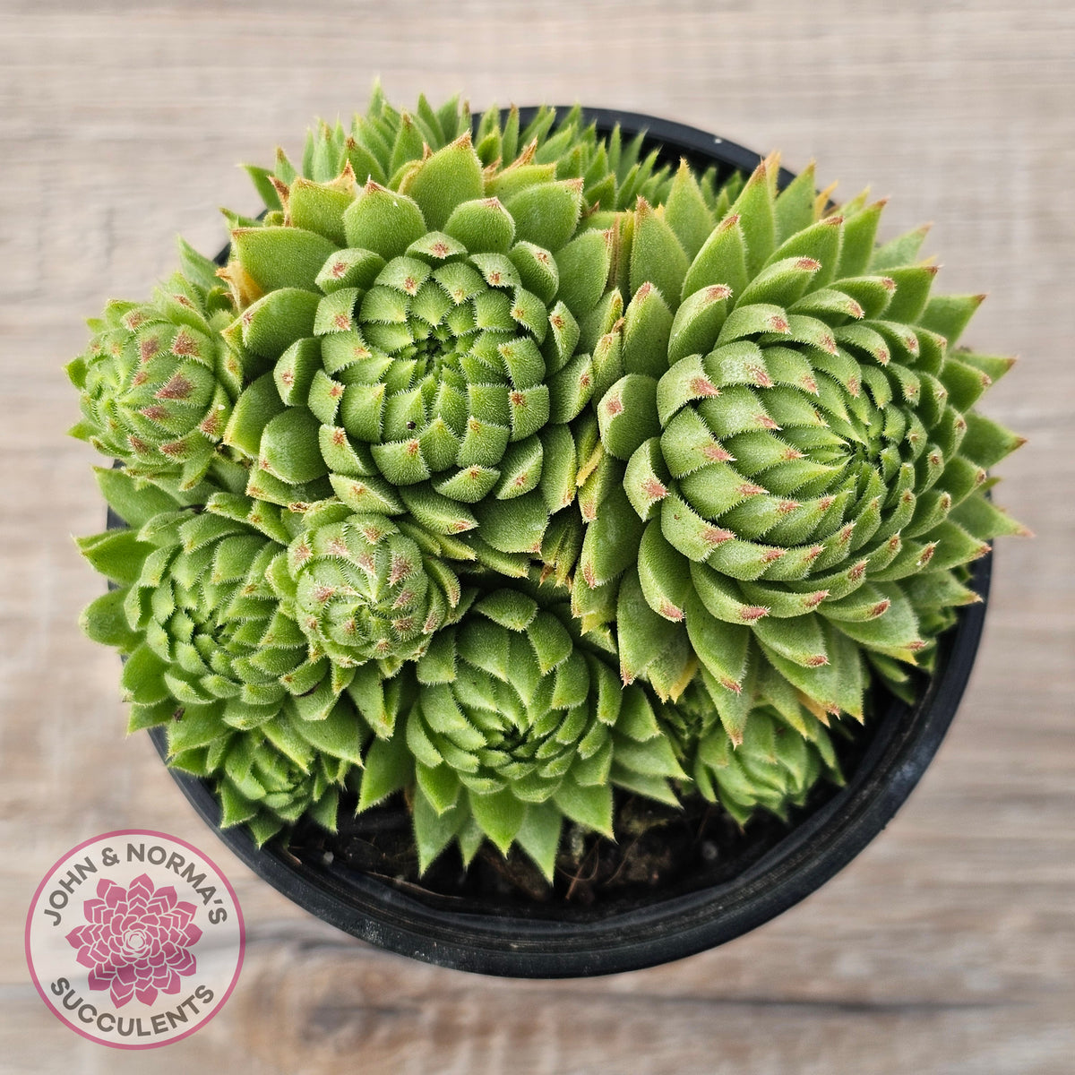 Sempervivum globiferum subsp. allionii