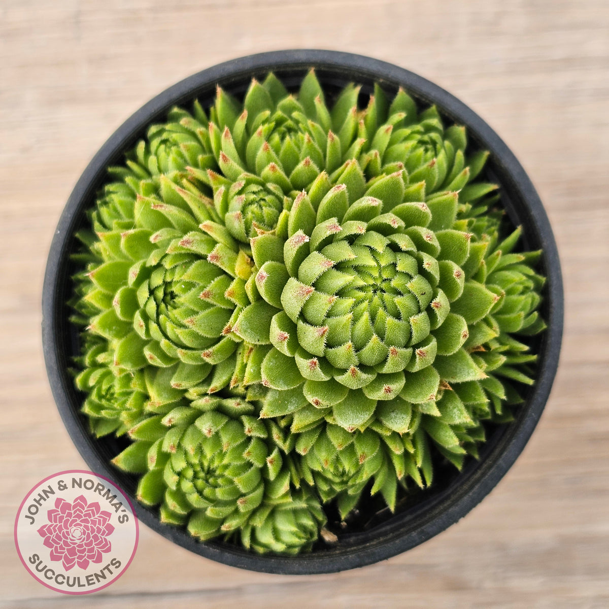 Sempervivum globiferum subsp. allionii