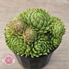 Sempervivum globiferum subsp. allionii