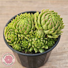 Sempervivum globiferum subsp. allionii