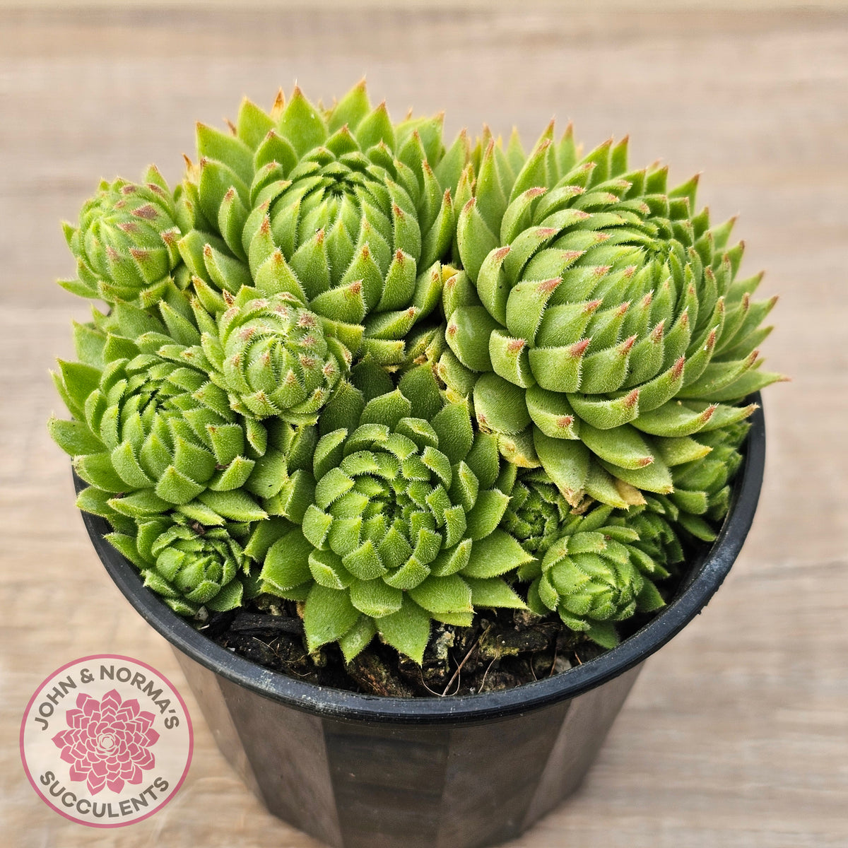 Sempervivum globiferum subsp. allionii