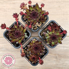 Sempervivum tectorum 'Bronco'