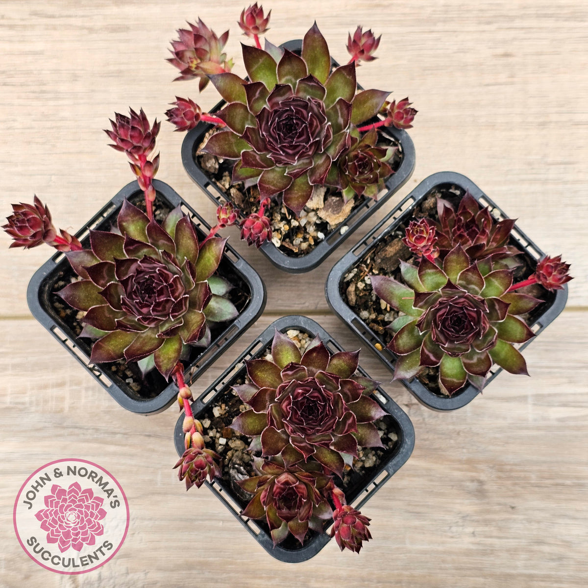 Sempervivum tectorum 'Bronco'
