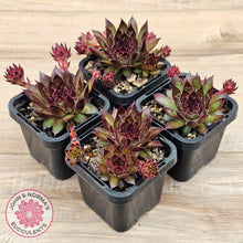 Load image into Gallery viewer, Sempervivum tectorum 'Bronco'
