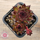 Sempervivum tectorum 'Bronco'
