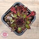 Sempervivum tectorum 'Bronco'