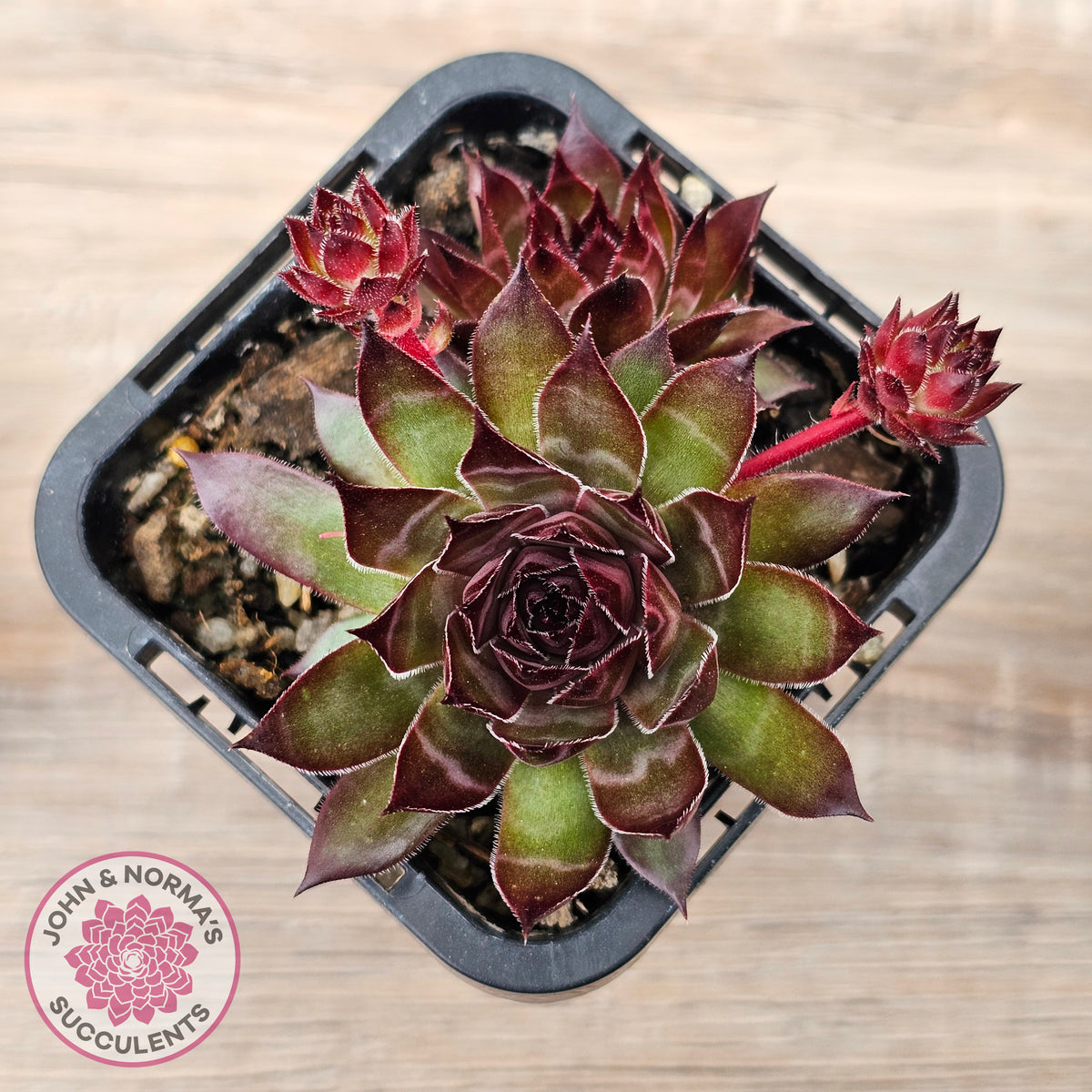 Sempervivum tectorum 'Bronco'