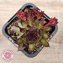 Load image into Gallery viewer, Sempervivum tectorum 'Bronco'

