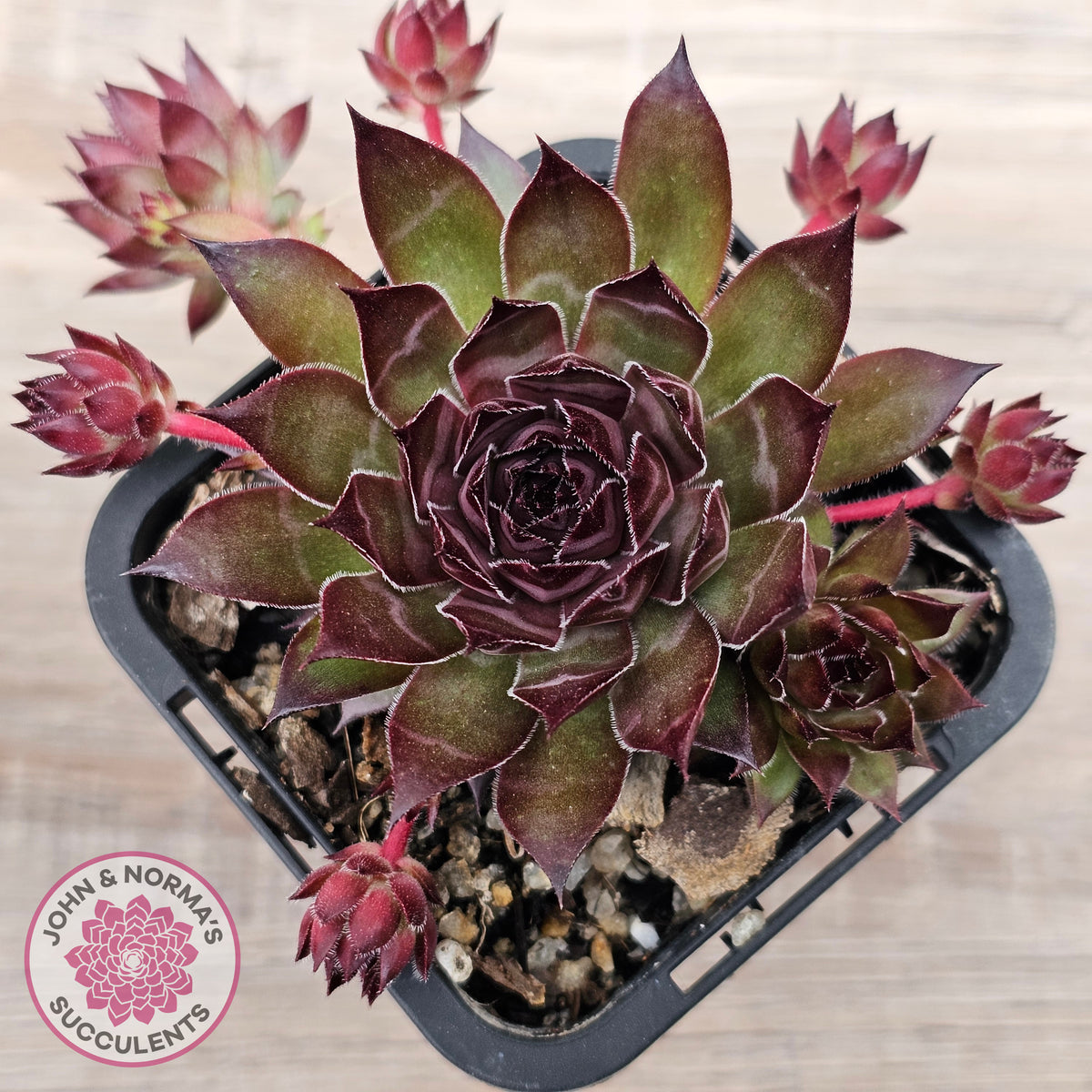 Sempervivum tectorum 'Bronco'