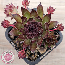 Load image into Gallery viewer, Sempervivum tectorum 'Bronco'
