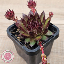 Load image into Gallery viewer, Sempervivum tectorum 'Bronco'
